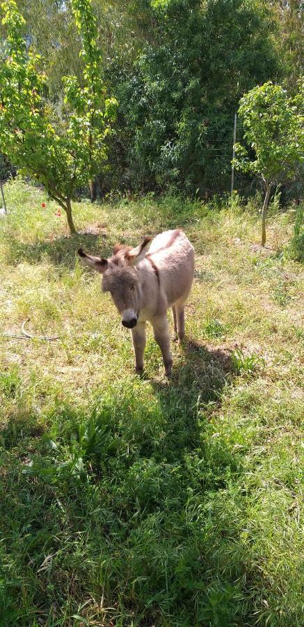 Agriturismo Funtan'Arva Loculi Eksteriør bilde
